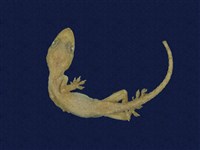 藏品(蝎虎)的圖片